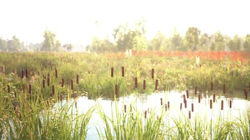 Sunny Marsh Landscape with Swaying Cattails and Bright Reflection