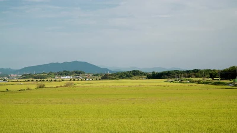 Big Green Rice Paddy Fields, Big Scale Export Rice Farming Agriculture ...