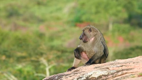Baboon sitting on a rock in Uganda Savannah