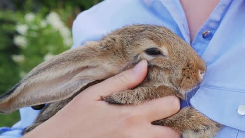 Close-up of Brown Rabbit Being Held