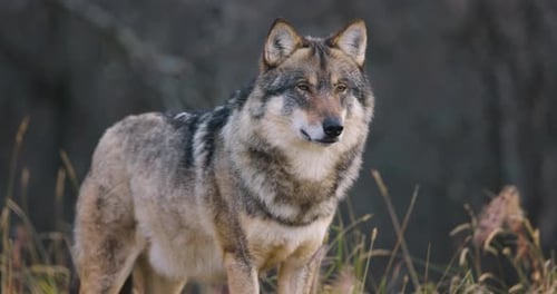 Beautiful Male Grey Wolf Standing in the Forest Observing