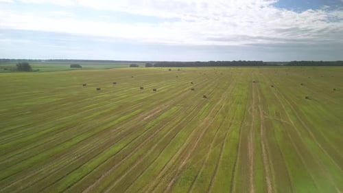 Yellow field with harvested wheat and hay bales. Aerial view of the field with square bales