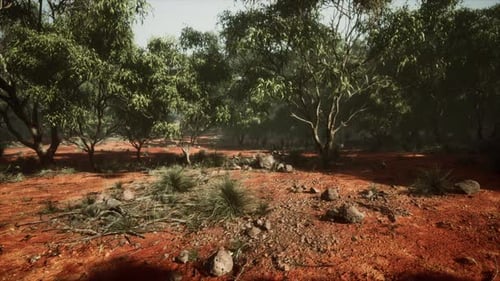 Australian Outback with Trees and Yellow Sand