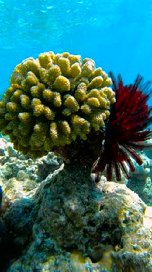 Coral Formation with Bright Yellow and Red Accents Located Underwater in the Maldives
