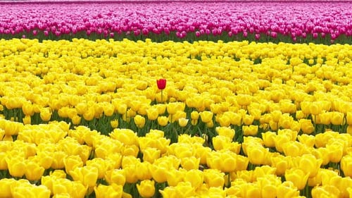 Multi-colored Blooming Tulip Fields Swaying On A Breeze Day. Close-up Shot