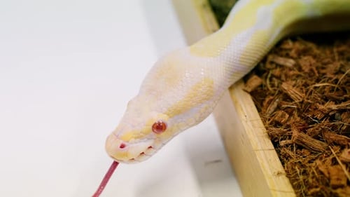 Capture au ralenti du glissement fluide d'un serpent python blanc-jaune en gros plan détaillé