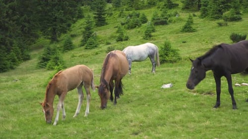 Horses Grazing Peacefully in Green Mountain Meadow