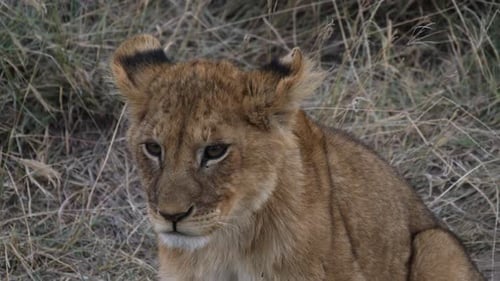 Löwenbaby leckt Lippen im trockenen Gras im Serengeti-Nationalpark, Tansania