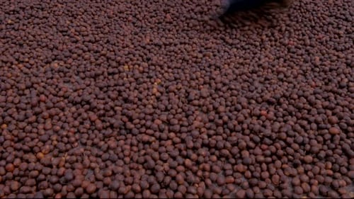 Man working on a Colombian coffee farm doing the drying process, shifting the coffee seeds with a