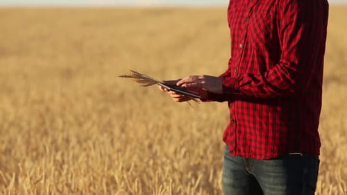 Farmer Holding Tablet in Golden Wheat Field