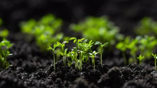 Growing Plants in Spring Timelapse Cress Salad Sprouts Germination From Seeds