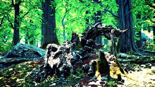 Forest Landscape with Old Massive Trees and Mossy Stones