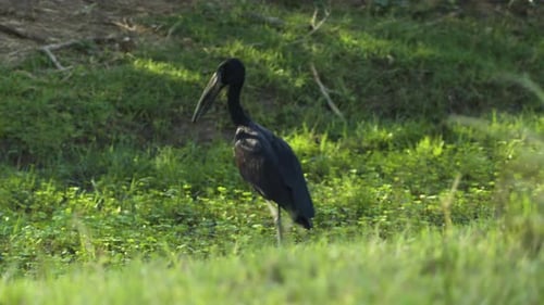 African Openbill stork wading through lush green. Shot from a boat gliding through an adjacent small