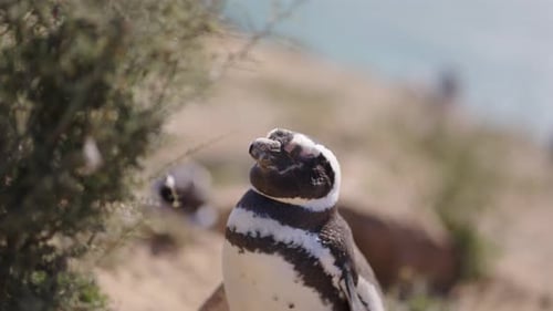 Close Up Of A Magellanic Penguin Standing Near Coastal Shrubbery