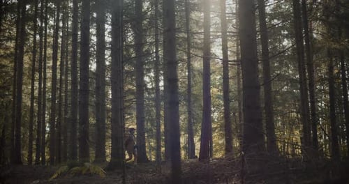 Female Explorer Walking Amidst Trees in Forest