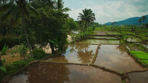 Wunderschöne 4K-UHD-Aufnahmen eines riesigen natürlichen und traditionellen grünen Reisfeldes neben einem Fluss mit weitem