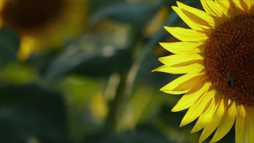 Agriculture Yellow Sunflower Plant In Farm Field In Sunlight 11
