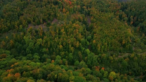 Top Aerial View of Colorful Autumn Forest