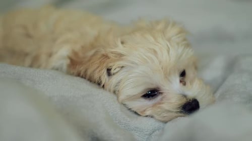 Fluffy Puppy Resting on Soft Blanket Close-Up