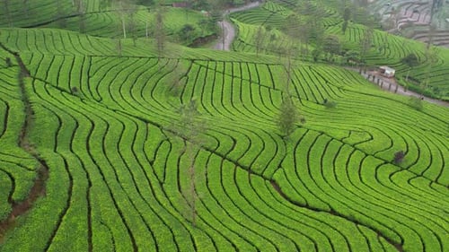 Green tea Wonosobo