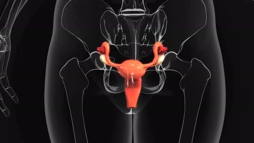 Female Reproductive System Anatomy 3D Medical Animation