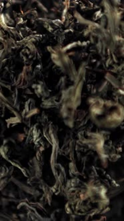 Dry Tea Flies Up and Down Filmed on a Highspeed Camera at 1000 Fps