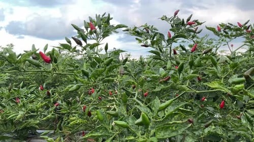 frische und exotische Chilis