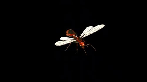Flying Ant Shake