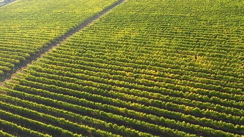 Flying Over a Vineyard. Aerial View