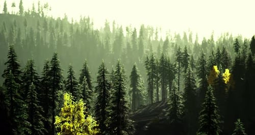 Lush Forest Landscape During Golden Hour with Soft Light and Tall Trees