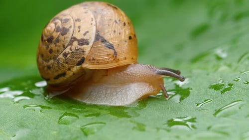 Snail