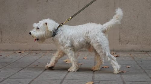 Small White Dog Walking on Leash in City