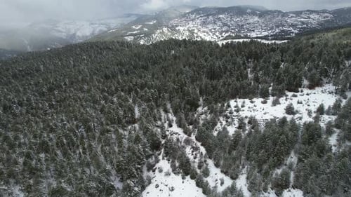 Large forests of pine trees on mountains covered in white snow, winter landscape
