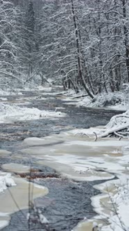 a Calm Winding River in a Snowy Forest Trees Under the Snow in the Forest Peace and Quiet Reflection