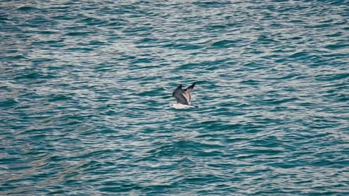 Seagull Flies Gracefully Over Turquoise Ocean