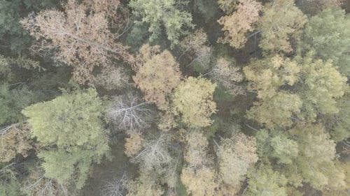 Top Down View of Autumn Forest Fall Woodland Aerial Shot