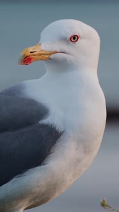Close up of a seagull at the beach with a blurry view of the sea on the background. Vertical