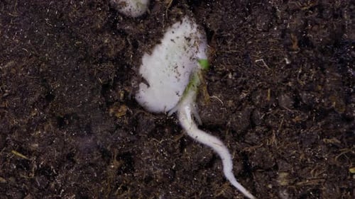 Plant Root Timelapse - 2K