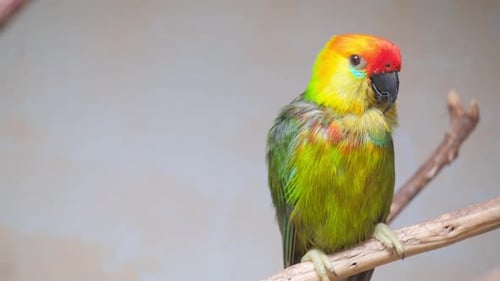Colorful Parrot Perched on Tree Branch with Vibrant Feathers and Beak