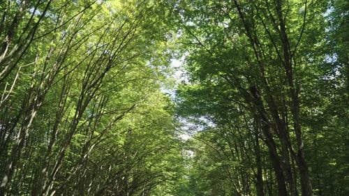 Voo sob copas de árvores verdes na floresta. Vegetação espessa. Bela floresta
