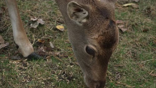 Head of White tailed spotted young deer eating grain and walking away close up slow motion