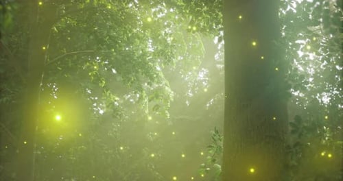 Dappled Sunlight Filters Through Trees Creating a Magical Forest Atmosphere