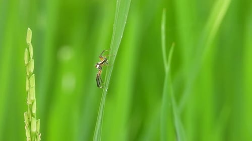 Spider in green rice grass -