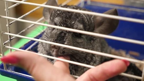 26 1. People care for and play with chinchillas.