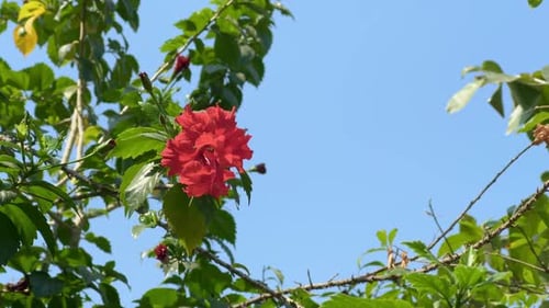 Eine Hibiskusblüte