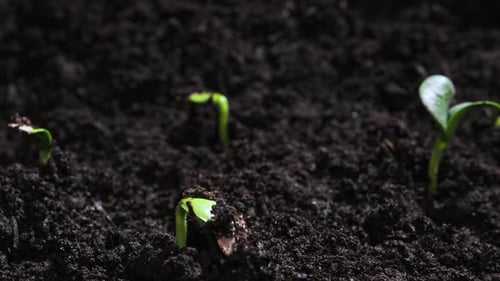 Growing Plants Time Lapse Green Vegetables Sprout Slowly Growing From Soil Nature Spring Concept