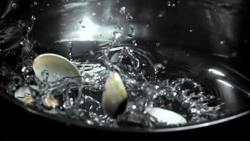 Vongole frais au ralenti