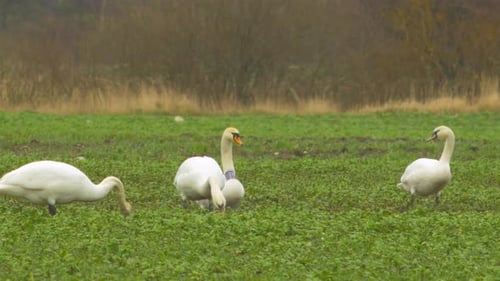 White mute swan (Cygnus olor) group relaxing and watching in green rape field in overcast spring day