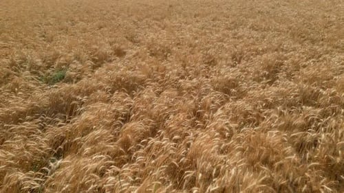 Aerial shot of a wheat field