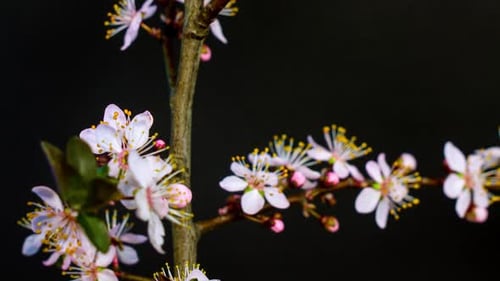 Blossoms Unfurling on Blooming Branch Time-Lapse